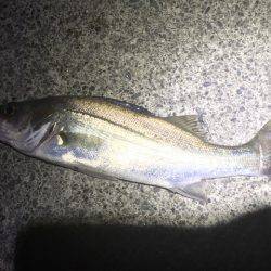 ライトゲームで多種目釣り